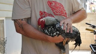 How to stop a rooster from crowing - the No Crow Velcro Collar.