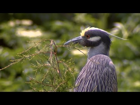 Look out for the nesting shore birds at the Ocean City Rookery