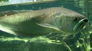 Download lagu World's biggest silver arowana fish mp3
