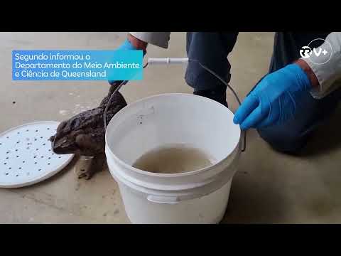 "Sapozilla". Sapo gigante com quase 3 quilos encontrado na Austrália