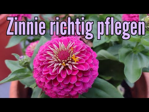 Zinnien pflegen gießen düngen Standort vermehren schneiden überwintern Zinnia elegans