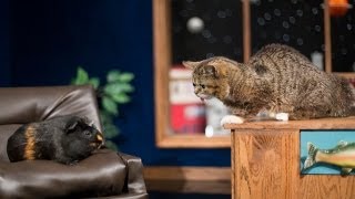 Lil BUB's Big SHOW Episode 2: LITTLE PRINCE