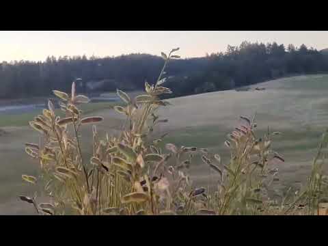 Park Bird - Are You Lost? TikTok Loop