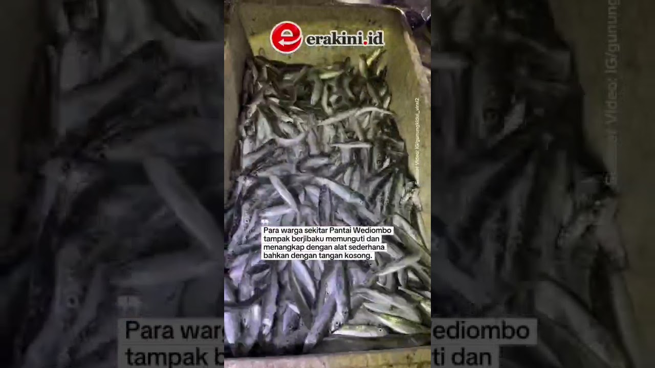 Momen Jutaan Ikan Teri Muncul di Pantai Wediombo