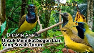 Download lagu MP3.. Suara Pikat Burung Sogon. Cocok Sekali Untuk Pikat Sogon Yang Susah Turun.. mp3