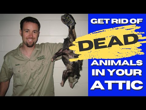 How to Get Rid of Dead Animals in your House (Best Method) - 2022
