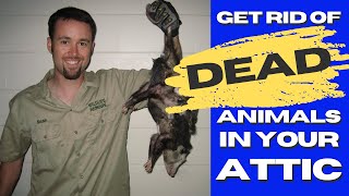 How to Get Rid of Dead Animals in your House (Best Method) - 2024