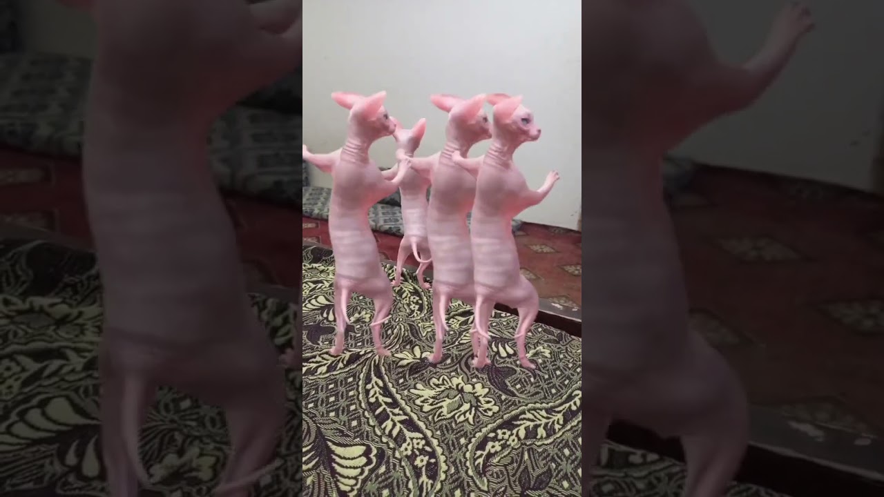 dancing sphynx cat #viral #youtubeshorts #hairlesscats #sphynxcats #sphynxdance