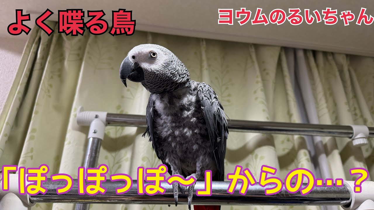 「はとぽっぽ」の歌なぜそうなる！