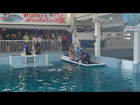 Winter the dolphin, savior reunite on 14th anniversary of rescue