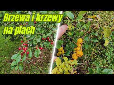 Orchard on sandy soil - the best species of fruit trees and shrubs for sand