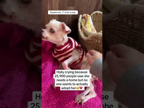 Can you help our rescue dogs⁉️🥺Link in our bio🫶 #amazon #rescuedog #chihuahua #shelter #florida