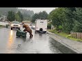 Bear Breaks Into Bear Proof Trash Can And Makes Off With Bag Of Garbage