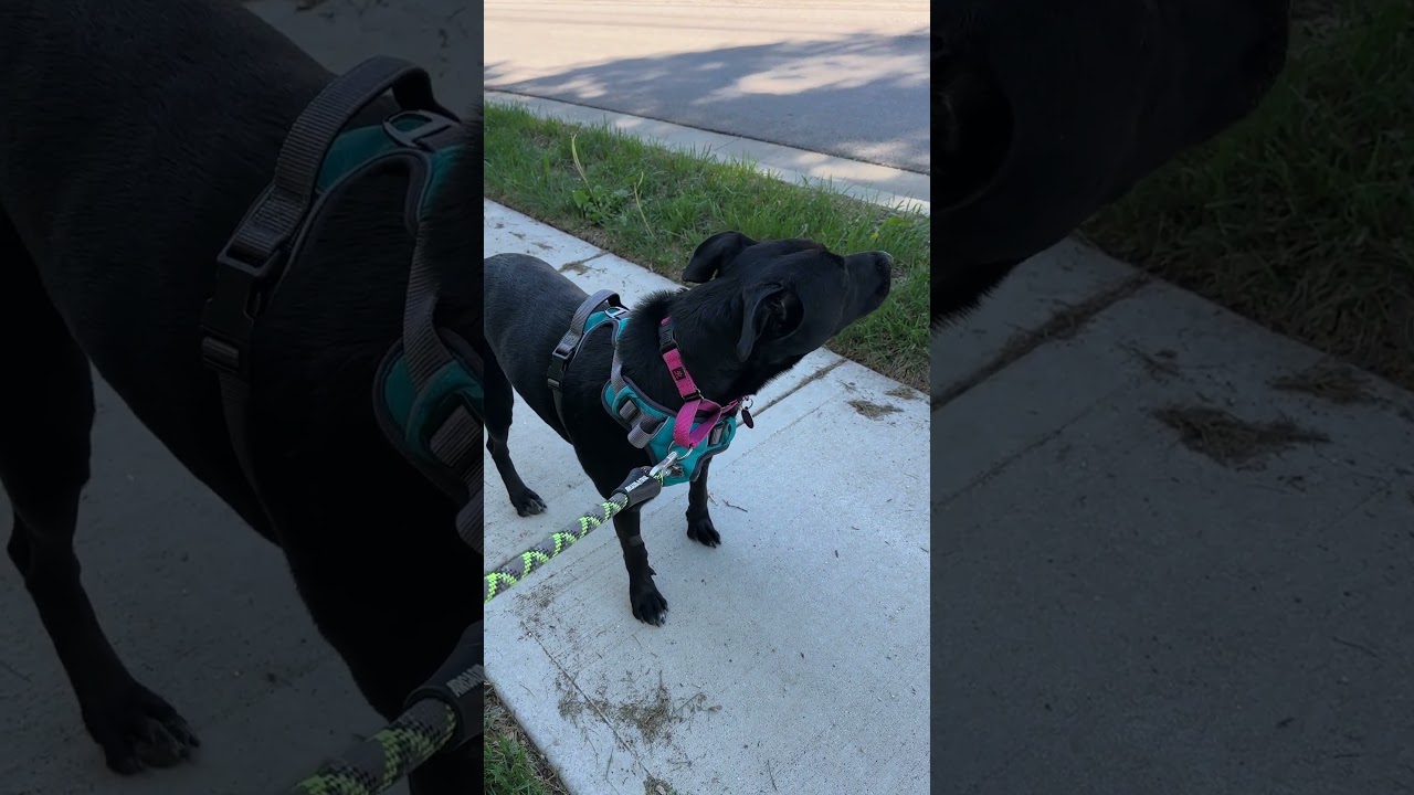 Enlarge Lola, a Adoptable mixed breed in Shawnee, KS video 6/6