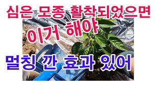 심은 모종 활착되었으면 이것 해야 멀칭 깥 효과 있어 (모종 정식, 모종 심은 후 할 일, 멀칭비닐 효과, …