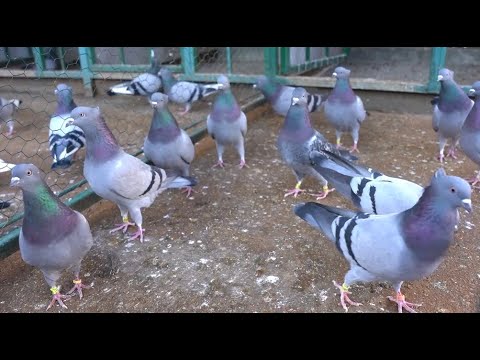 Vicešampion juniorskog prvenstva 1. regiona 2022. Filip Preočanin GSS 219