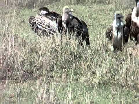 Serengeti: Vultures Waiting for Lion to Finish His Meal