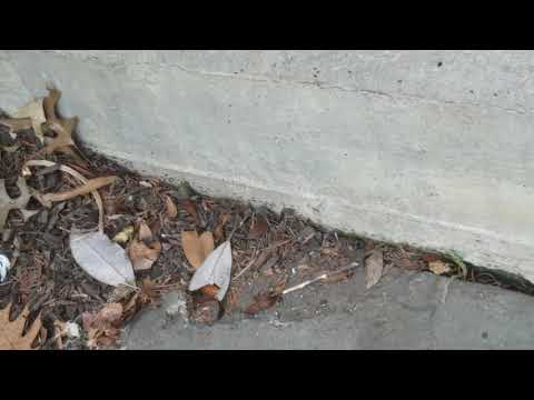 Looking for Mice, But Found Ants in Hightstown, NJ