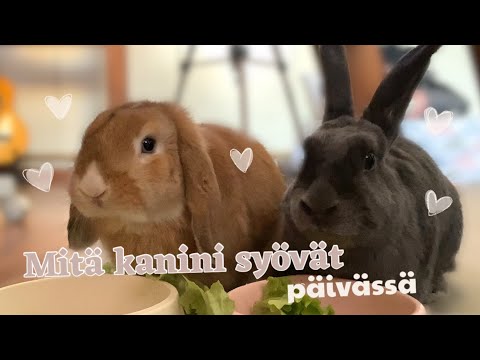 , title : '| MITÄ KANINI SYÖVÄT PÄIVÄSSÄ | 🥕🥬'