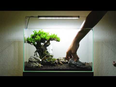 Bonsai Driftwood Trees - How to Plant and Aquascape! — Buce Plant