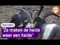 Proef met geiten als heidegrazers op de Veluwe