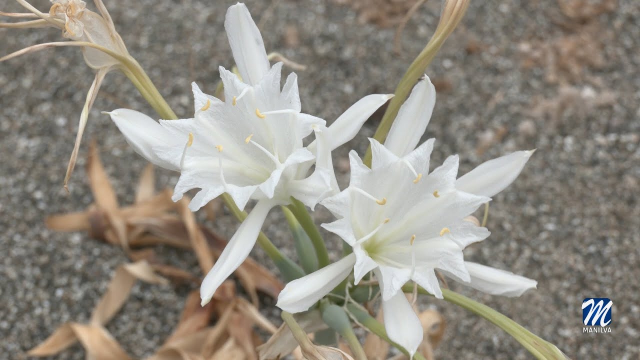 “Azucena de Mar”