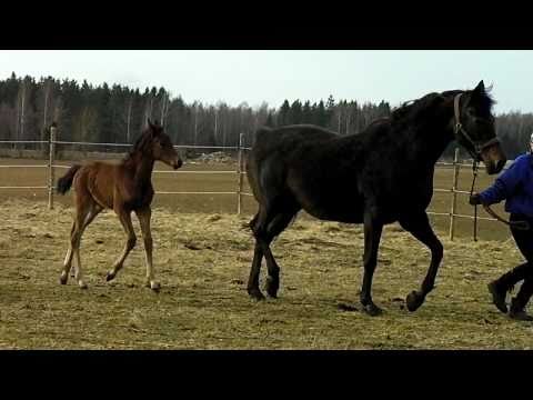 Fair Seminole v. Fairbanks mv. Landadel - Andalusier xx