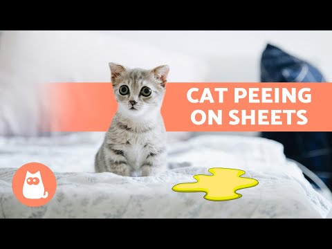 Why Does My CAT PEE on the BED? 🐈🛏️ (4 Causes and Solutions)