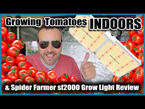 GROWING VEGETABLES INDOORS  // Tomatoes and LED Grow Light Review