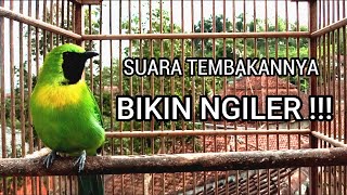 Download lagu TEMBAKAN CUCAK RANTING GACOR FULL ISIAN mp3