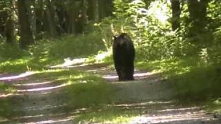 preview picture of video 'Black Bear Towpath 07-04-10'