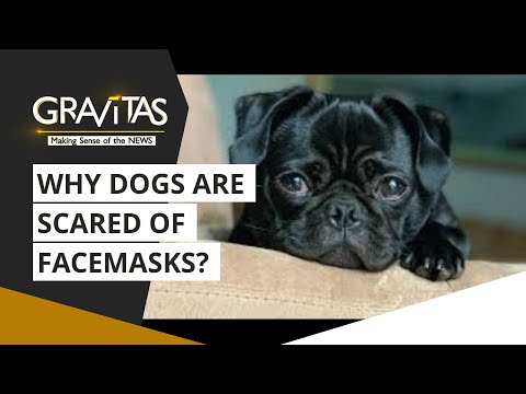 Gravitas: Why Dogs Fear Facemasks
