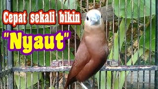 Download lagu mustahil jika emprit kajimu gak nyaut,suara burung emprit ngerol panjang memanggil lawan. mp3