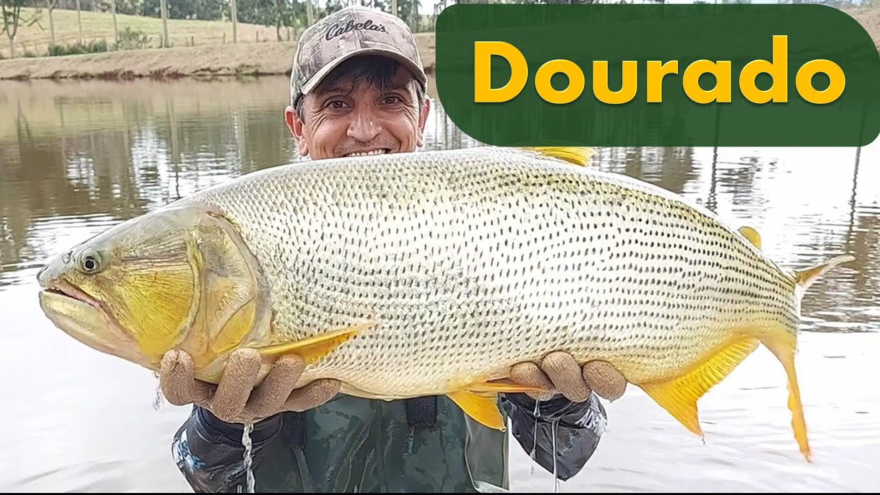 Dourado, Peixe conhecido como Rei do Rio!!!!