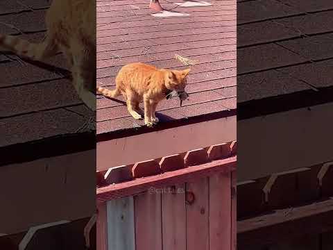 Part 85  #funny #cat#NewVideoAlert