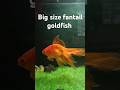 Big Size Fantail Goldfish Aquarium Shorts Short Aquarium Indian Goldfish Aquariumfish