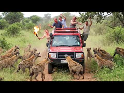 Incredible Safari Moments Caught on Camera