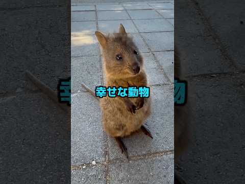 世界一幸せな動物