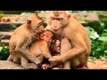 HOT NEWS Libby Monkey Allowed Poor Hungry Abandoned Baby Girl Angela Milking With Baby Rainbow