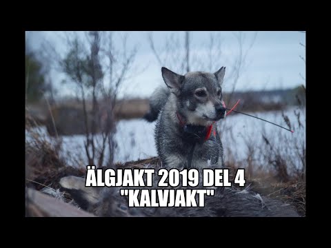 Älgjakt 2019 del 4