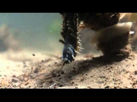 Shape of Life: Annelids - Diopatra - Tube Dwelling Worm