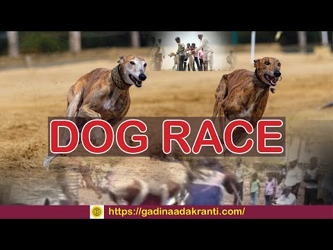 ರೋಚಕ ಸ್ವಾನ (ನಾಯಿ) ರೇಸ್ | Dog Race | Vijayapura | Entertainment | Gadinaada Kranti | BasavanaBagewadi
