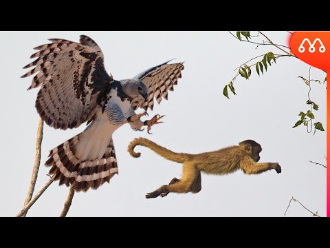 WHEN THE HARPIE WILL HUNT