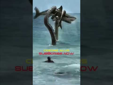 Gurita raksasa memangsa hiu yang lagi memburu manusia #shorts #yearofyou #octopus #shark