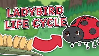 The Life Cycle of a Ladybird | Ladybird Life Cycle | Science for Kids!