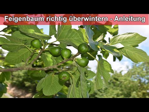 Feigenbaum im Topf richtig überwintern / Feige im Haus & Draußen überwintern / Pflege