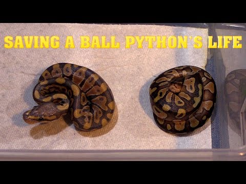Ball Python With hard belly.  Fixing it before it dies.