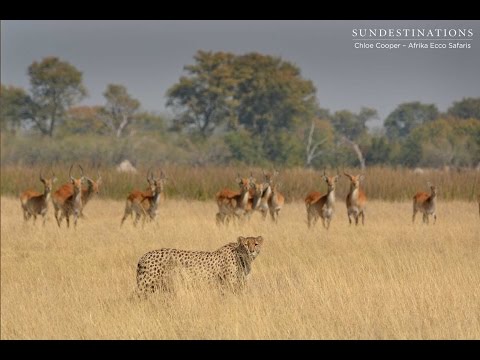 Cheetah stalks lechwe in Moremi Game Reserve, Botswana