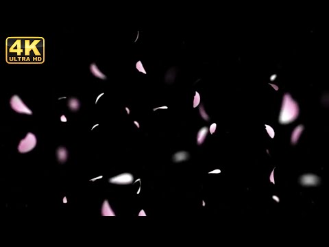 Rose petals falling petals falling animation video 4K pinkcolor petals falling free to use for edits