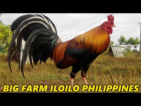 Pure 5k Sweater MDR FARM ILOILO - Best Farm Philippines